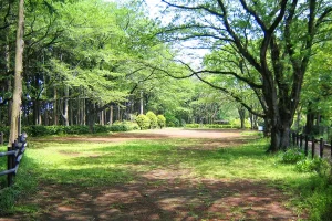 Miho Municipal Forest